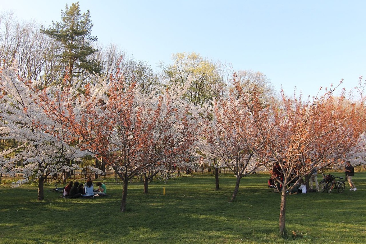 Gradina Japoneza